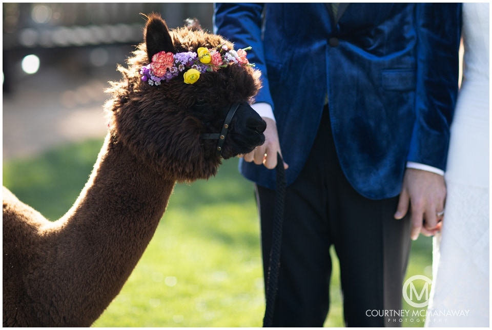 boho-wedding-inspiration-alpaca-forever-and-always-farm
