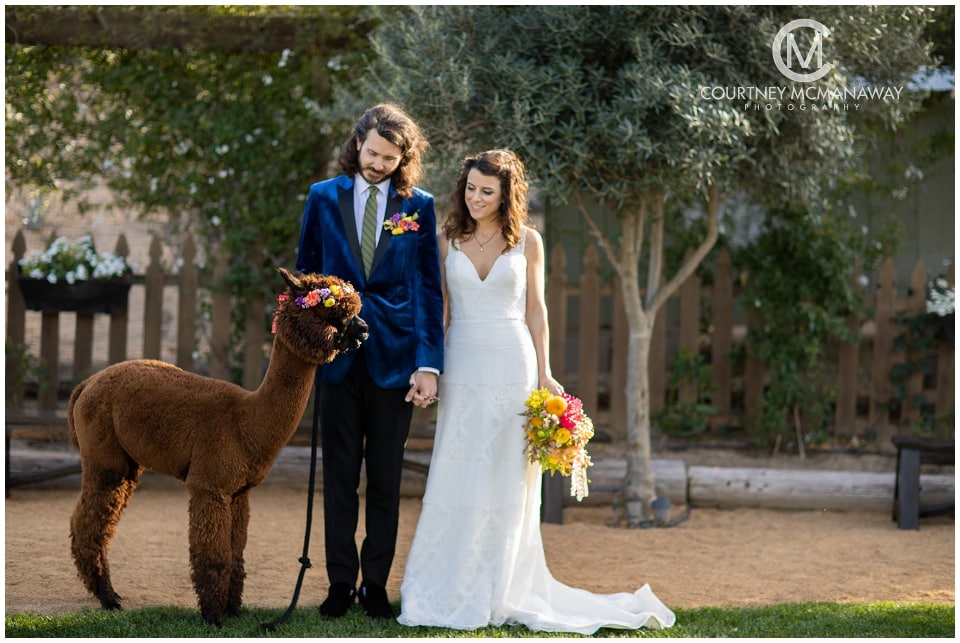 boho-wedding-couple-with-alpacas